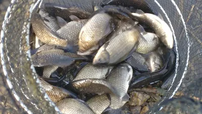 의성권  강 수로 산란중입니다