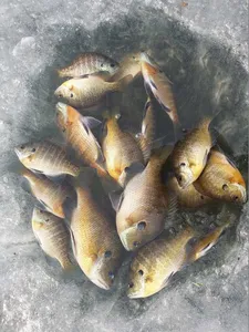 [고삼지] 블루길들의 모습