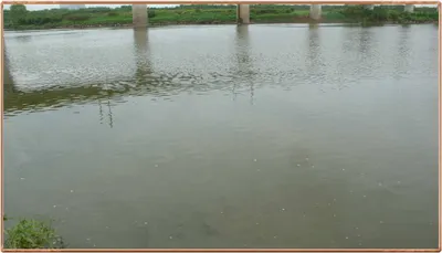 진위천 조황 소식