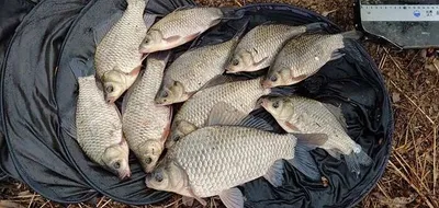 의성물낚시 첫월척입니다 ~