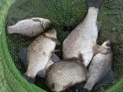 [청미천수로] 짬낚에 올라온 붕어들