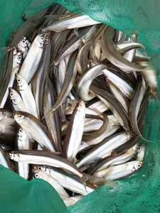 [고초골지] 빙어씨알 마릿수 좋습니다