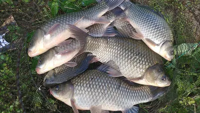 체고가 높아지는 가을 대물들 ~