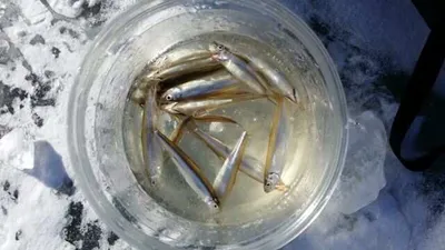 [두창지] 빙어낚시 시작합니다