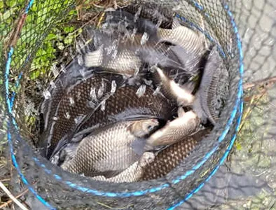 4월중순 좋은주말,봄붕어 소식입니다.