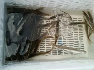 [고초골지] 빙어씨알 매우 좋습니다