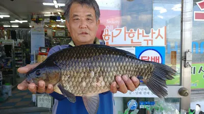 의성권  수초가삭아내린 가을붕어 조황입니다