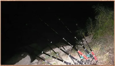 진위천 조황 소식