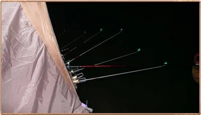 진위천 조황 소식