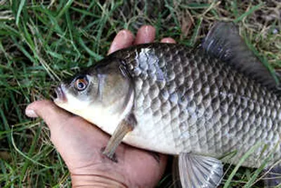 붕어가 이쁜계절-가을 입니다.