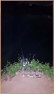 진위천 조황 소식