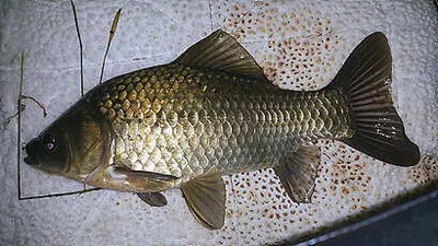 즐거운 한가위 되십시오.^^