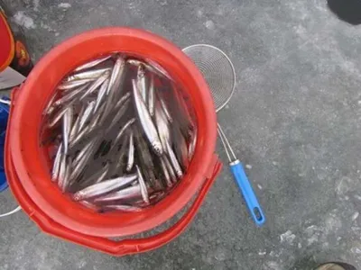 [두창지] 수도권 빙어 1번지답네요