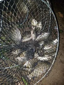 [청미천수로] 역시 생미끼입니다