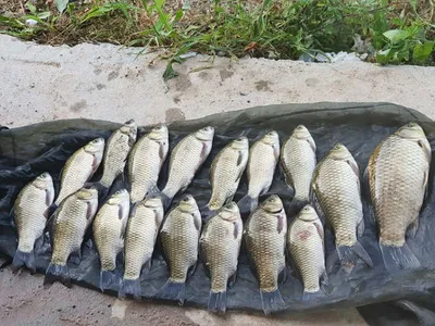 의성권 붕어낚시조황~