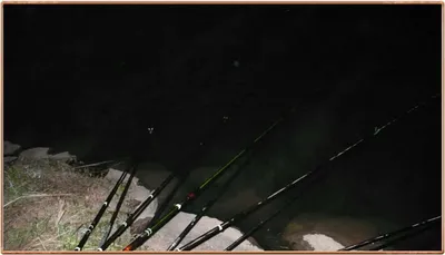 진위천 조황 소식