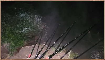 진위천 가을 붕어.