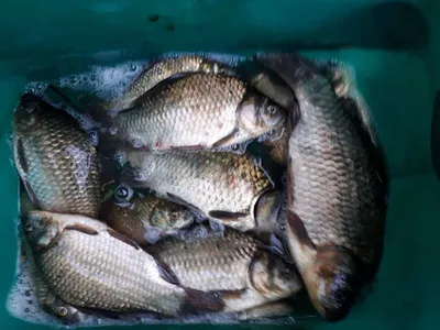 의성권 조황입니다 ~