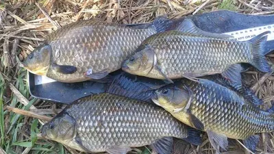 의성권 마릿수 대물들 .....