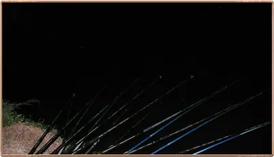 진위천 호조황 이어 지네요.