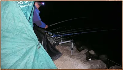 진위천 조황 소식