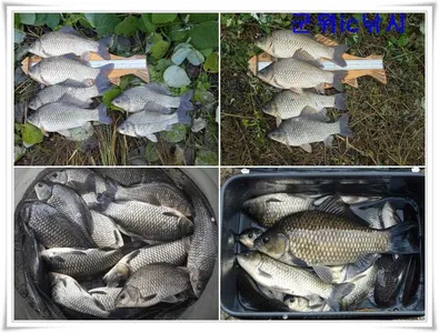 가을시즌 황금기 대물조황 ~~