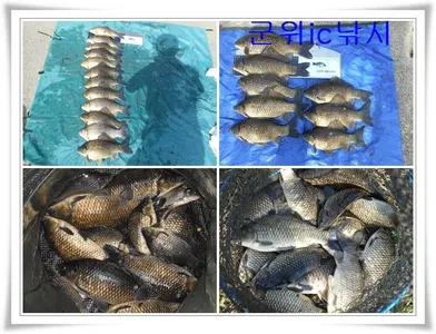 쏟아지는 위천강 ~~