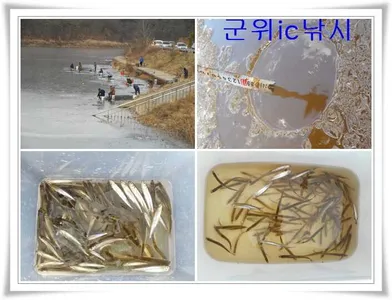 내의지 빙어 호조황 ~~