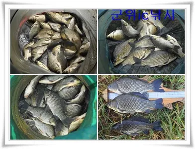 꽝없는 위천강 ~~