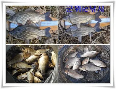 한파에도 대물이 ~~