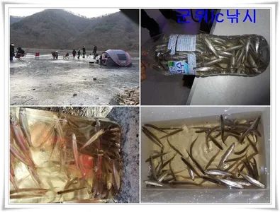 경북빙어낚시 대박조황 ~~