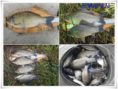 멋진 가을 대물들 ~~