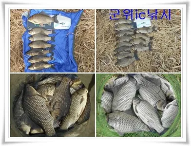 산란특수 대박시작 ~~