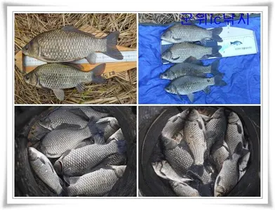 만추의 대물,월,준척조황들 ~~