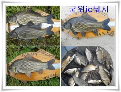 소류지 붕어대물낚시 ~~