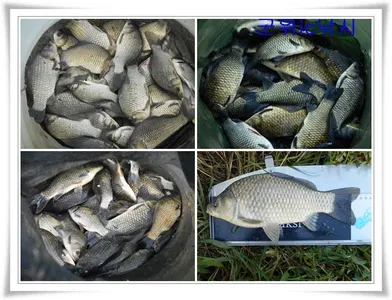 본격가을시즌 호조황 ~~