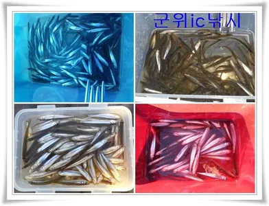 군위빙어낚시 대박 ~~