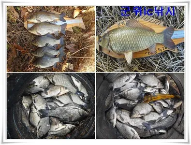 4짜,허리급,마릿수조황 ~~