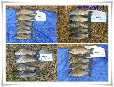 가을대물,월척행진~~