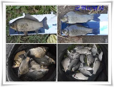 소류지 호조황과 기대되는 위천강 ~~