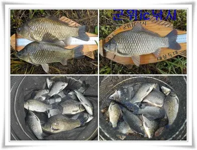 한가위에 풍성한 조과를 기대하며...