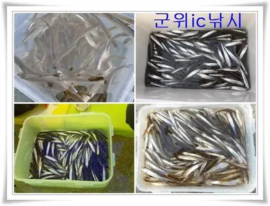 빙어낚시 초대박 절정 ~~