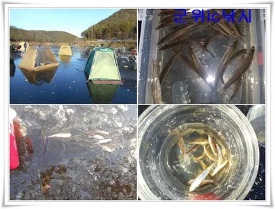 군위빙어낚시 시작(내의지) ~~