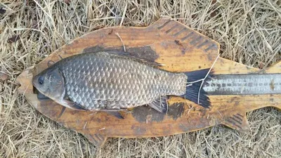 [두창지] 붕어들의 모습