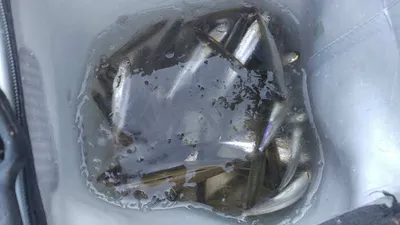 의성 얼음낚시 마릿수 경북빙어낚시~