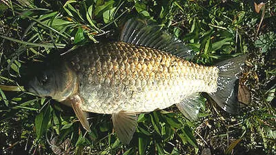 11월말-늦가을 붕어낚시