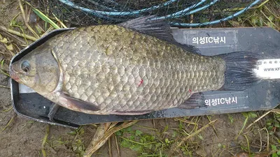 수초가 삭아내린 의성가을대물붕어 ~