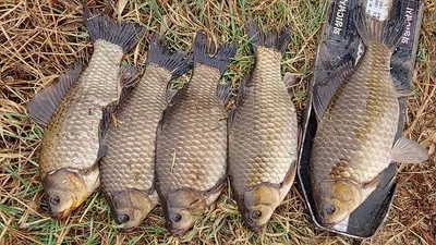 의성권 대물붕어 조황입니다