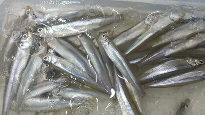 경북빙어낚시 빙어축제 시작 !