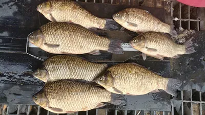 의성사짜붕어 마릿수.....